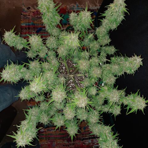 Strawberry Sprinkles growlog timeline photo