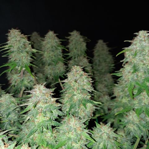 Strawberry Sprinkles growlog timeline photo