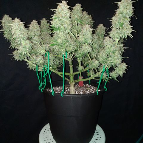 Strawberry Sprinkles growlog timeline photo