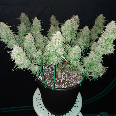 Strawberry Sprinkles growlog timeline photo
