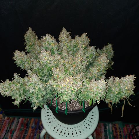 Green Crack  growlog timeline photo