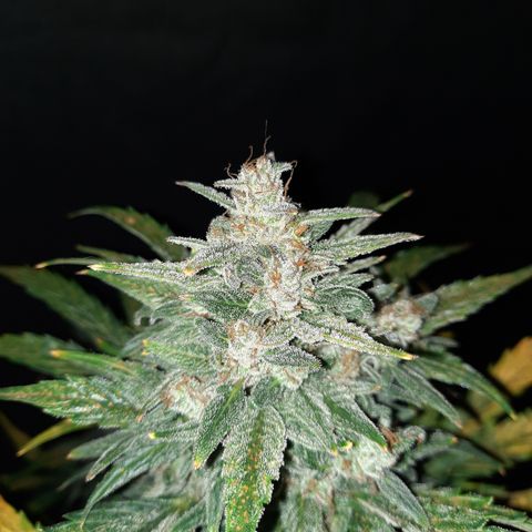 Test #58 growlog timeline photo