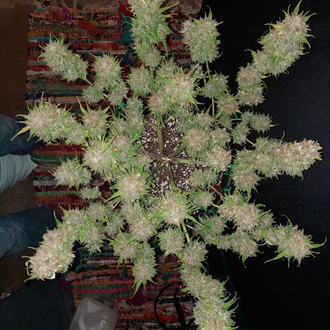 Strawberry Sprinkles growlog timeline photo