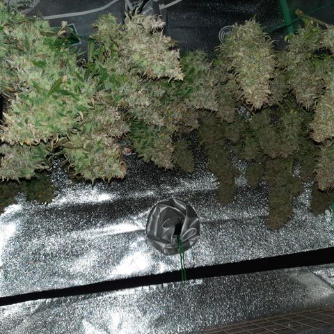 Strawberry Sprinkles growlog timeline photo