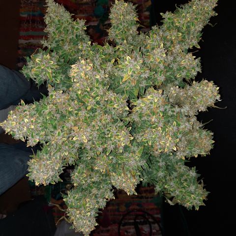 Green Crack  growlog timeline photo