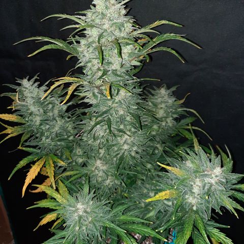 Test #58 growlog timeline photo