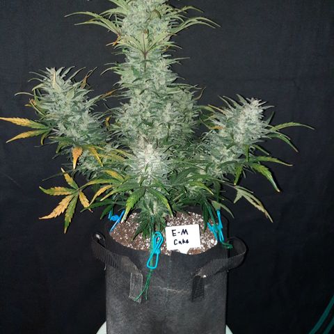 Test #58 growlog timeline photo