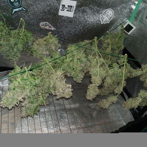 Strawberry Sprinkles growlog timeline photo