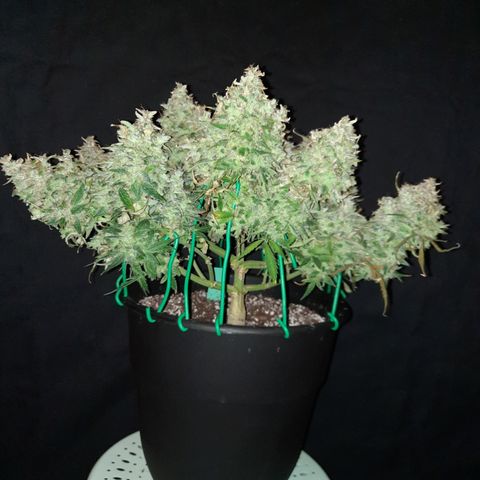 Green Crack  growlog timeline photo