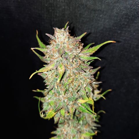 Strawberry Sprinkles growlog timeline photo