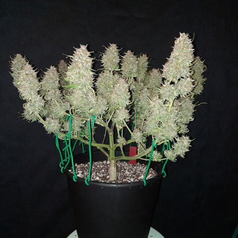 Strawberry Sprinkles growlog timeline photo
