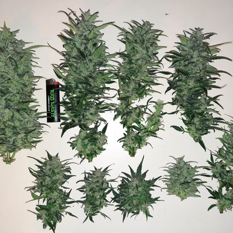 Test #58 growlog timeline photo