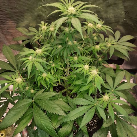 Super Skunk Kush #2 growlog timeline photo