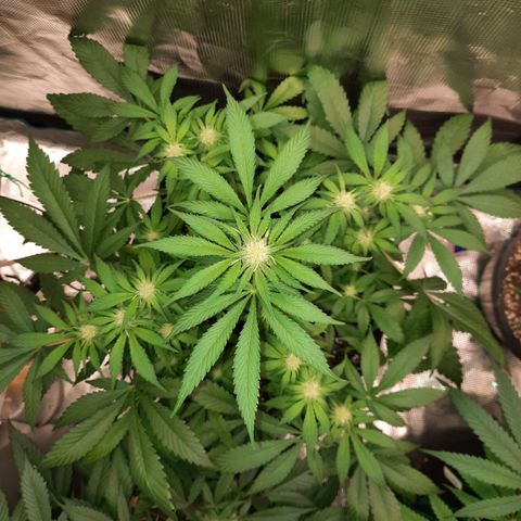 Super Skunk Kush #2 growlog timeline photo