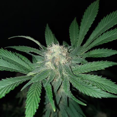 Super Skunk Kush #2 growlog timeline photo