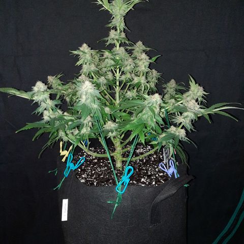 Super Skunk Kush #2 growlog timeline photo