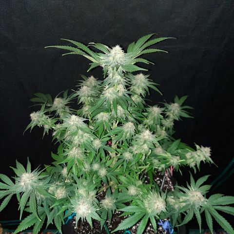 Super Skunk Kush #2 growlog timeline photo