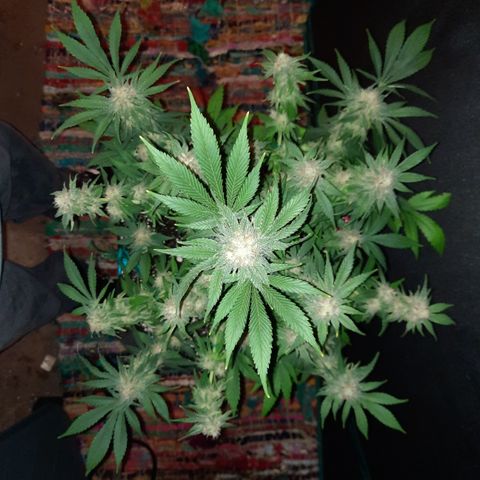Super Skunk Kush #2 growlog timeline photo