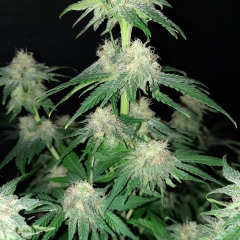 Super Skunk Kush #2 growlog timeline photo