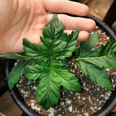 Peanut Butter Breath S1  growlog timeline photo