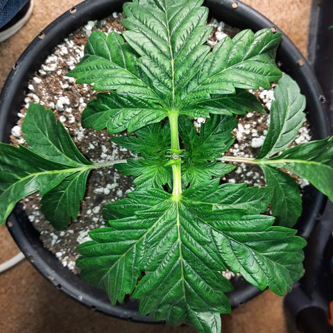 Peanut Butter Breath S1  growlog timeline photo