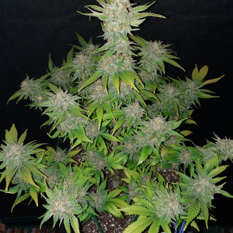 Super Skunk Kush #2 growlog timeline photo