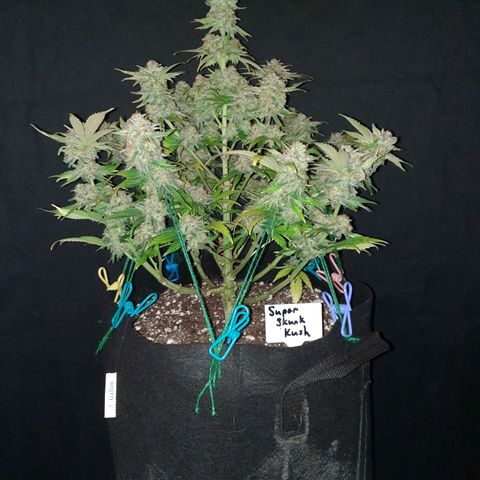 Super Skunk Kush #2 growlog timeline photo