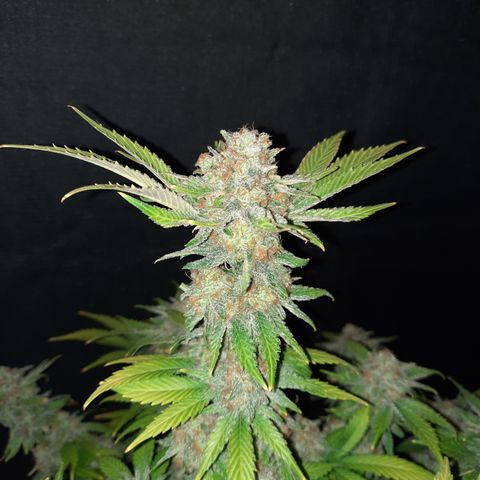 Super Skunk Kush #2 growlog timeline photo