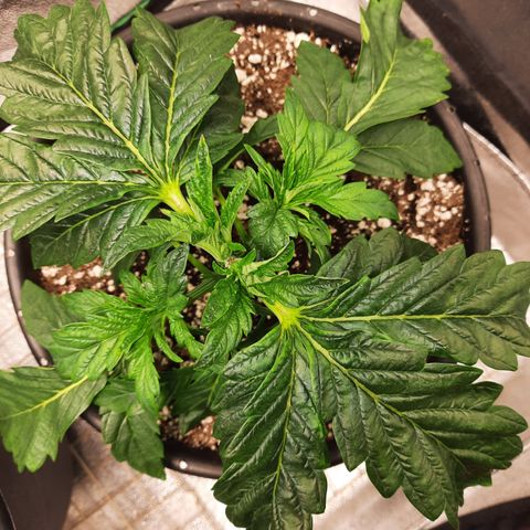 Peanut Butter Breath S1  growlog timeline photo