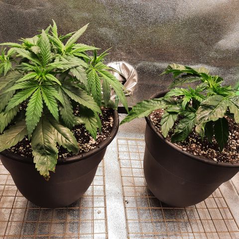 Peanut Butter Breath S1  growlog timeline photo