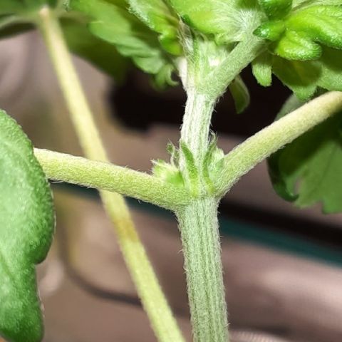 Australian Bastard Female  growlog photo