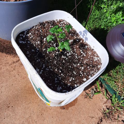 Australian Bastard Female  growlog photo
