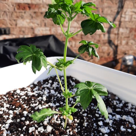 Australian Bastard Female  growlog photo