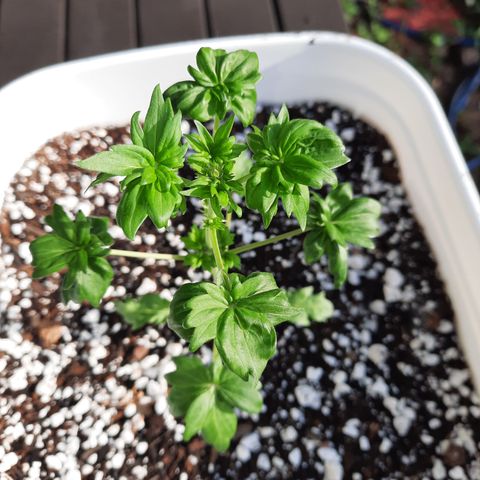 Australian Bastard Female  growlog photo