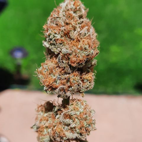 Super Skunk Kush #2 growlog timeline photo