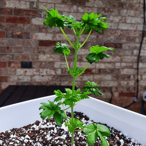 Australian Bastard Female  growlog photo
