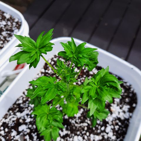 Australian Bastard Female  growlog timeline photo