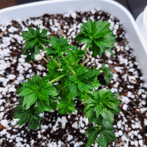 Australian Bastard Male growlog timeline photo