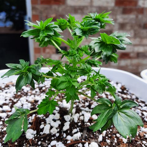 Australian Bastard Male growlog timeline photo