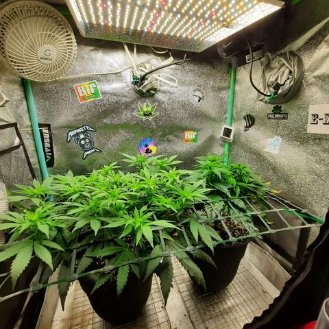 Peanut Butter Breath S1  growlog timeline photo