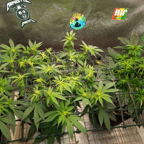 Peanut Butter Breath S1  growlog timeline photo