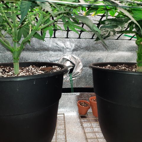 Peanut Butter Breath S1  growlog timeline photo