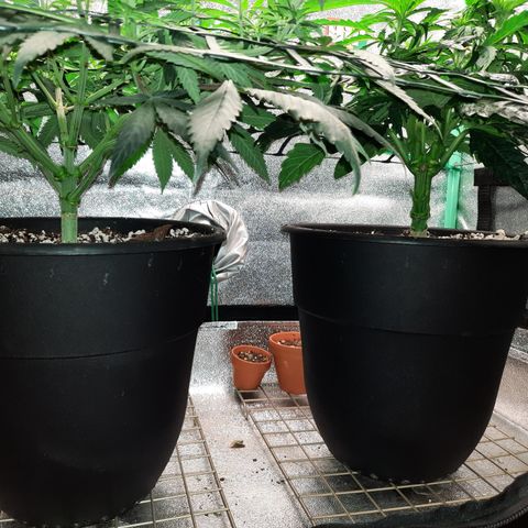 Peanut Butter Breath S1  growlog timeline photo