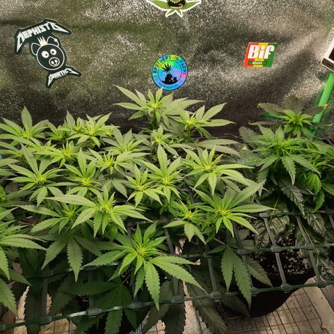 Peanut Butter Breath S1  growlog timeline photo
