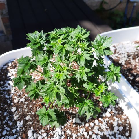 Australian Bastard Male growlog timeline photo