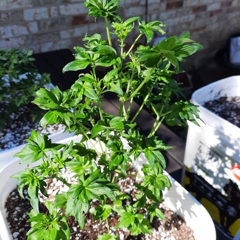 Australian Bastard Female  growlog timeline photo