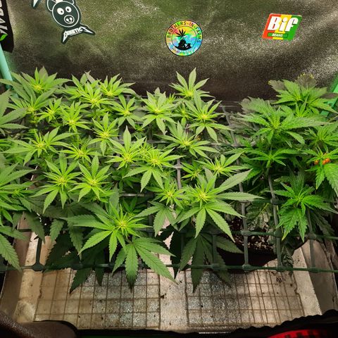 Peanut Butter Breath S1  growlog timeline photo