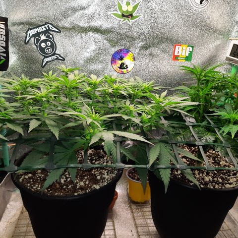 Peanut Butter Breath S1  growlog timeline photo