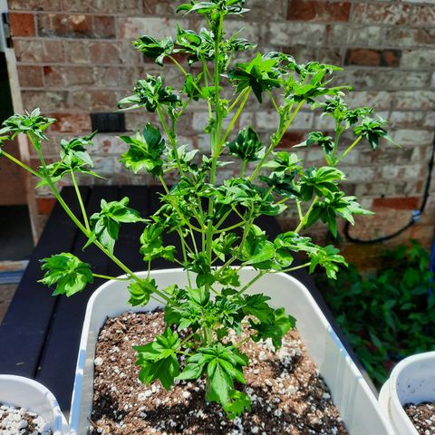 Australian Bastard Female  growlog timeline photo