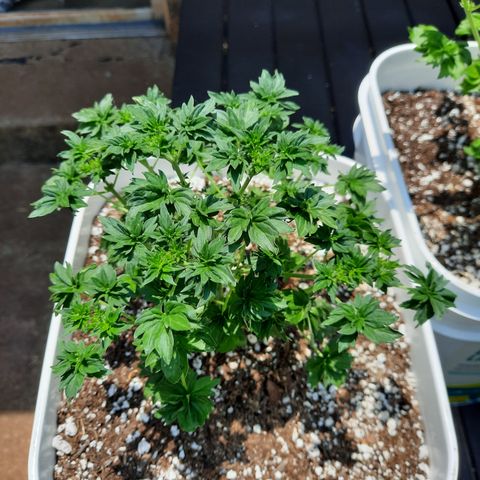 Australian Bastard Male growlog timeline photo